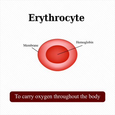 Kırmızı kan hücresinin yapısı. Eritrosit. Vektör illüstrasyonu