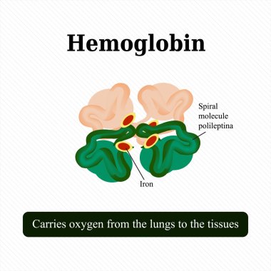 Hemoglobin yapısı. Vektör çizim