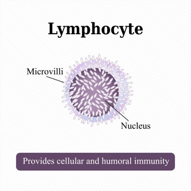 Anatomik yapısı limfotsita. Kletka kan. Vektör çizim