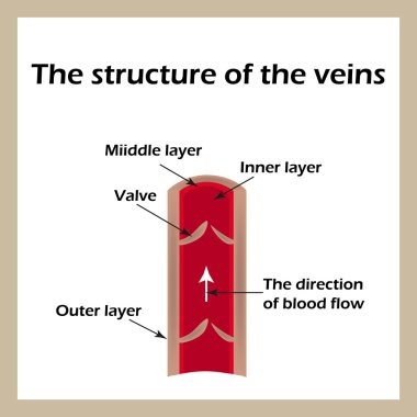 Damar yapısı. Infographics. Vektör çizim
