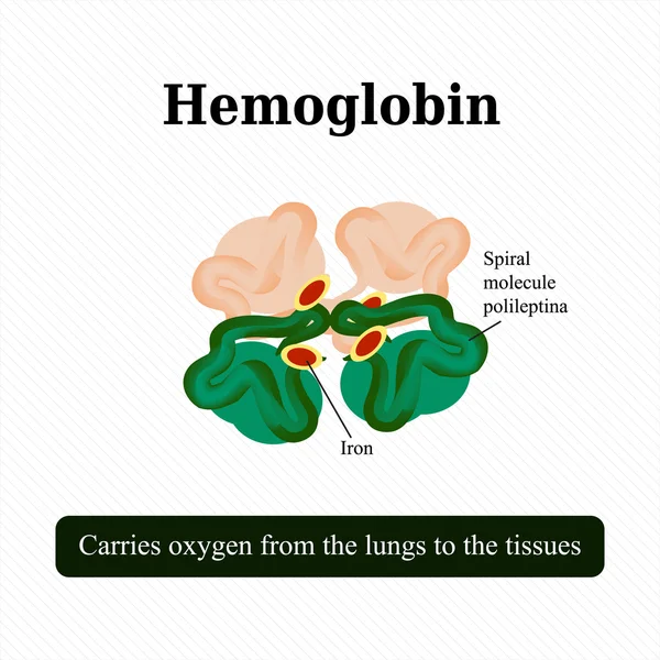 Структура гемоглобина. Векторная иллюстрация — стоковый вектор
