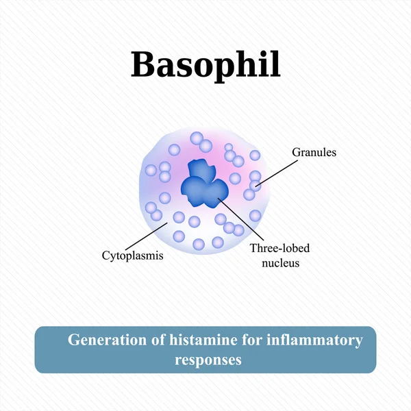 The structure of the basophil. Vector illustration — Stock Vector