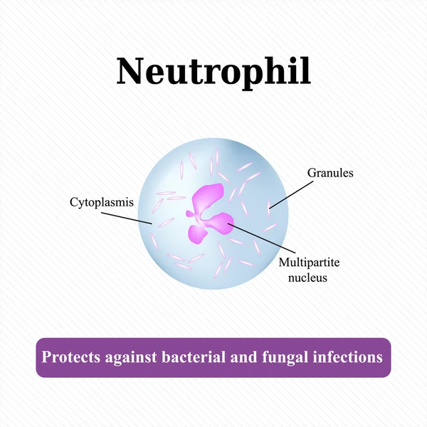 A neutrofil szerkezete. Vektorillusztráció — Stock Vector