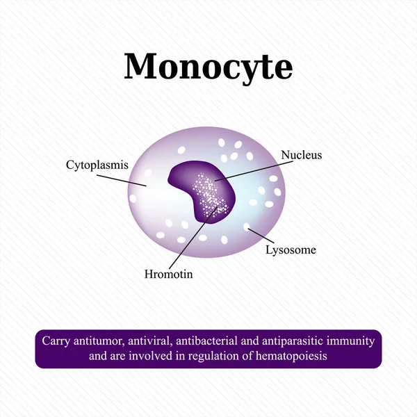 De anatomische structuur van monocyten. Bloedcellen. Vectorillustratie — Stockvector