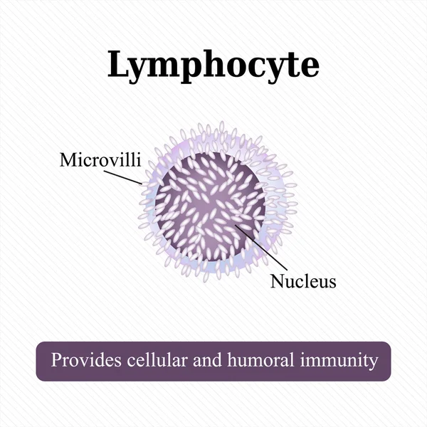 Анатомическая структура лимфотсита. Клетка крови. Векторная иллюстрация — стоковый вектор