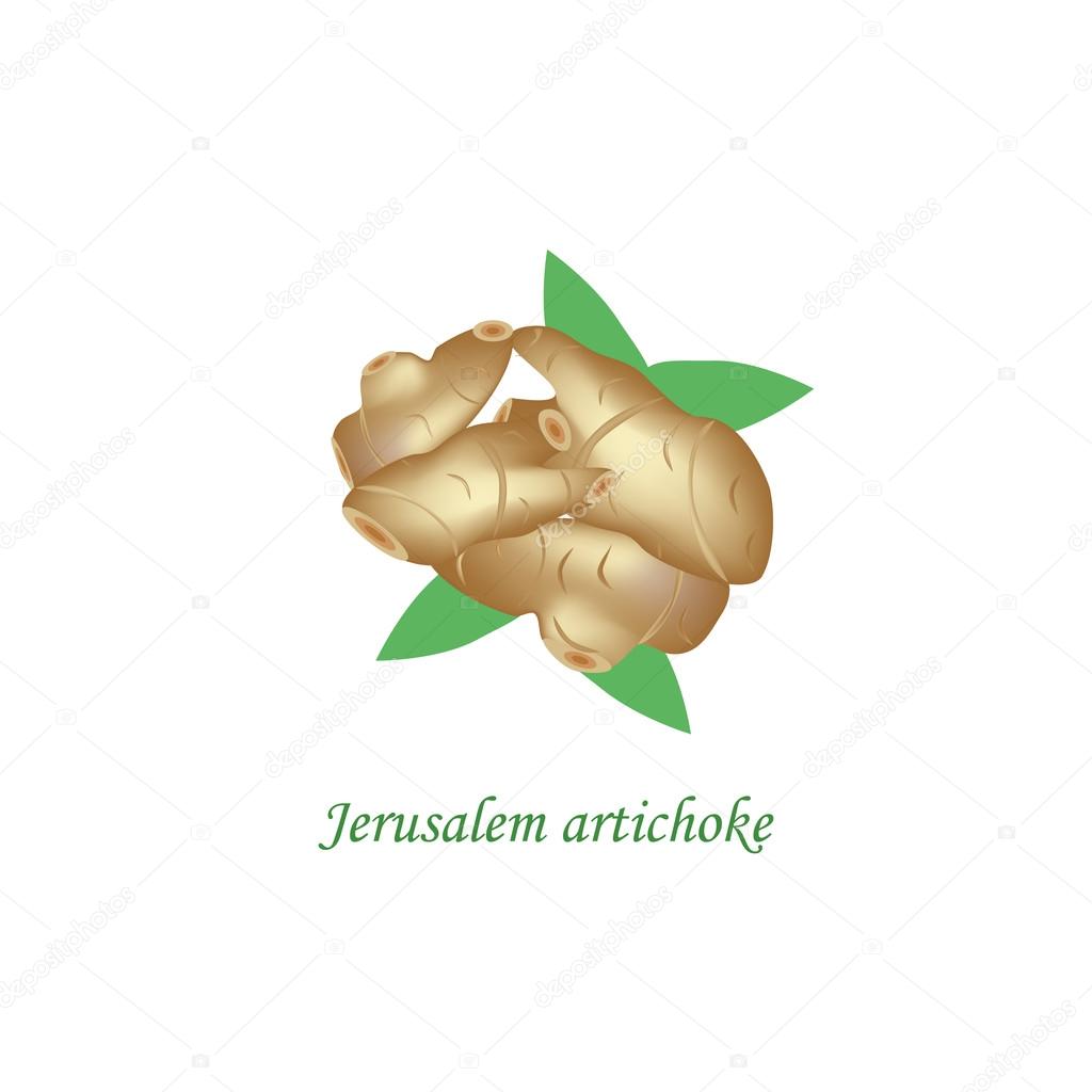 Jerusalem artichoke. Vector illustration on isolated background