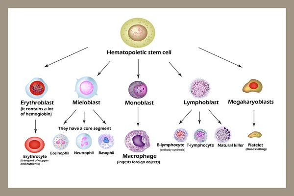 Célula madre. Desarrollo de glóbulos rojos, leucocitos, macrófagos, linfocitos y plaquetas. Infografías . — Archivo Imágenes Vectoriales