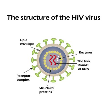 AIDS virüsü yapısı. HIV. Vektör çizim