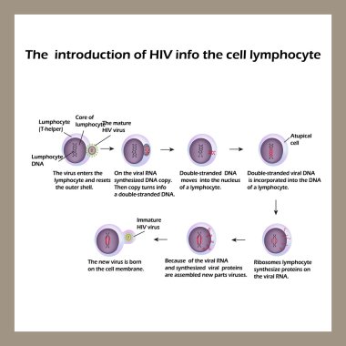HIV yaşam döngüsü. Infographics. Dünya AIDS günü. Vektör çizim