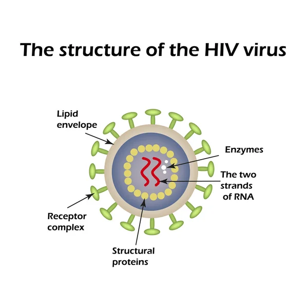 De structuur van het Aids-virus. HIV. Vectorillustratie — Stockvector