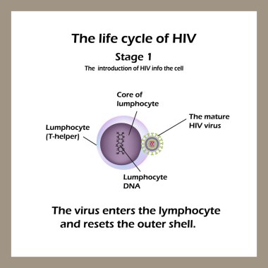 HIV yaşam döngüsü. Sahne 1 - virüs lenfosit girer. Vektör çizim