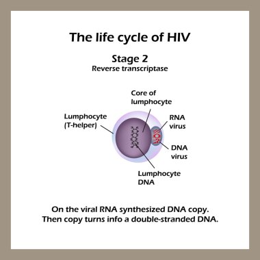HIV yaşam döngüsü. Sahne 2 - viral Rna Dna kopyalama sentezledim. Dünya AIDS günü. Vektör çizim