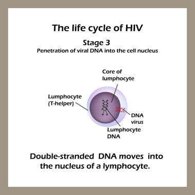 HIV yaşam döngüsü. Evre 3 - çift iplikçikli Dna bir lenfosit çekirdek taşır. Dünya AIDS günü.