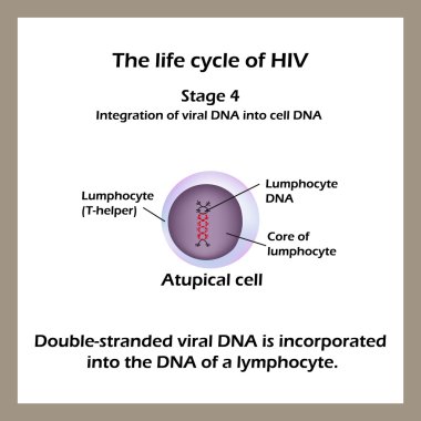 HIV yaşam döngüsü. Evre 4 - çift iplikçikli viral Dna bir lenfosit Dna dahil edilmiştir. Dünya AIDS günü.