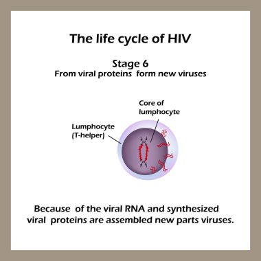 HIV yaşam döngüsü. Etap 6 - viral Rna ve viral proteinler sentezlenmiş yeni parçalar birleştirilmiş virüs vardır. Dünya AIDS günü.