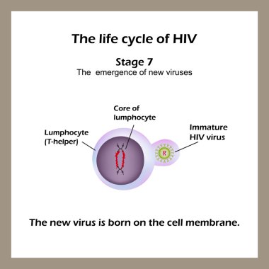 HIV yaşam döngüsü. Etap 7 - yeni virüs hücre membran üzerinde doğdu. Dünya AIDS günü.