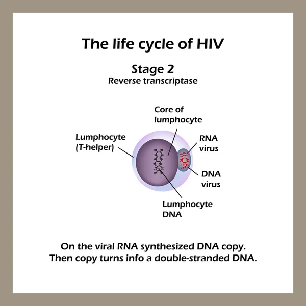 O ciclo de vida do HIV. Estágio 2 - O RNA viral sintetizou a cópia do DNA. Dia Mundial da SIDA. Ilustração vetorial — Vetor de Stock