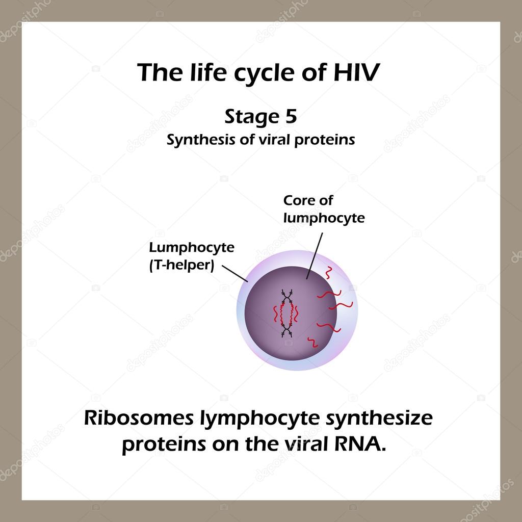 The life cycle of HIV. Stage 5 - Ribosomes lymphocyte cells synthesize proteins in the virus RNA. World AIDS Day.