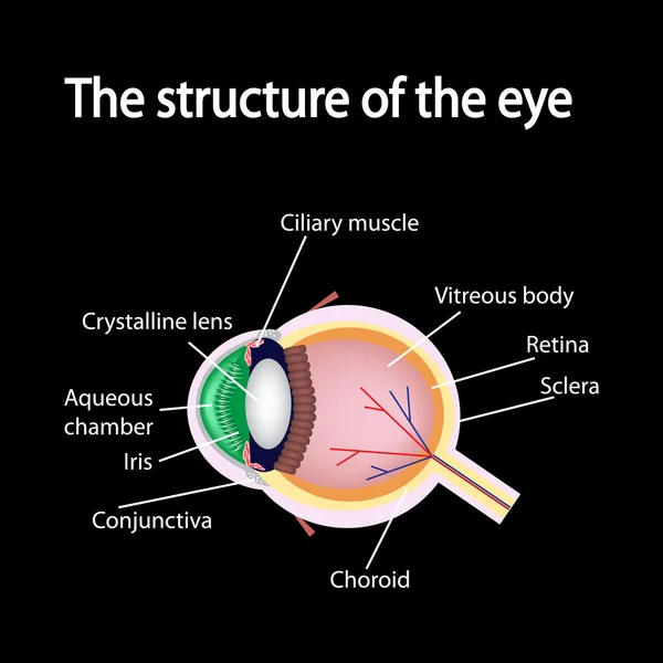 La struttura dell'occhio — Vettoriale Stock