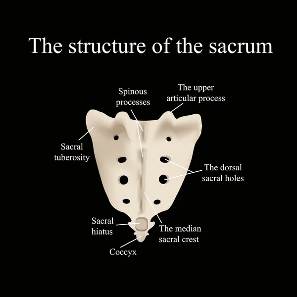 The structure of the aitch bone. Vector illustration on a black background — Stock Vector