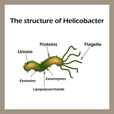 Helicobacter pylori yapısı. Infographics. Vektör çizim