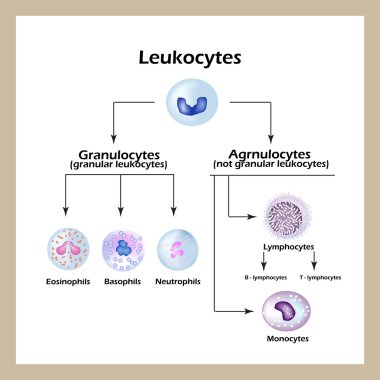 Beyaz kan hücreleri türleri. Infographics. Vektör çizim