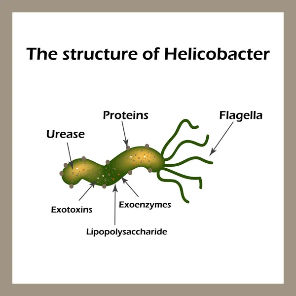 La estructura de Helicobacter pylori. Infografías. Ilustración vectorial — Vector de stock