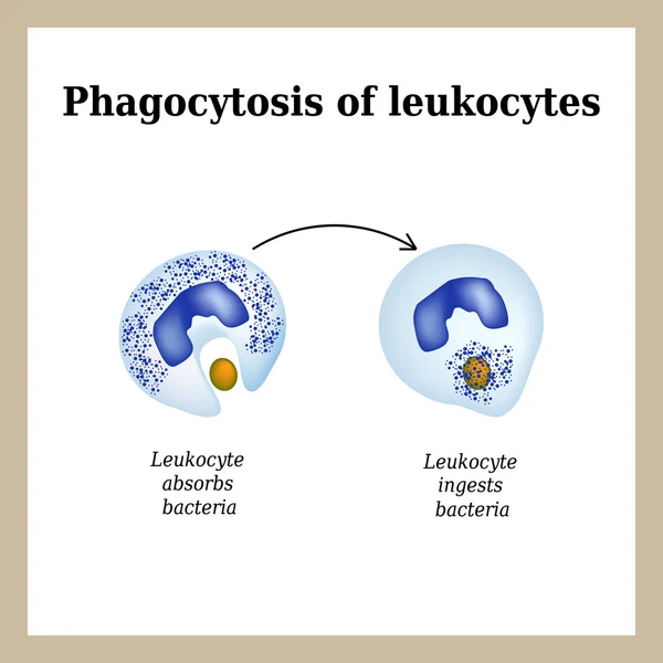 Fagocitosis. El proceso de destrucción de bacterias por los leucocitos. Ilustración vectorial aislada sobre fondo blanco — Archivo Imágenes Vectoriales