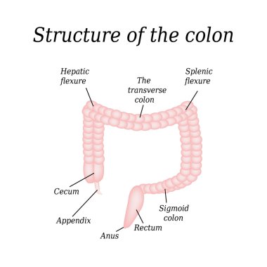 The anatomical structure of the colon. Vector illustration on isolated background clipart