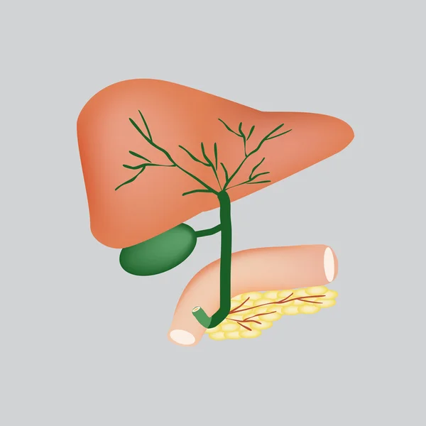 Karaciğer, safra kesesi, safra kanalları ve pankreas anatomik yapısı. Gri bir arka plan üzerinde vektör çizim
