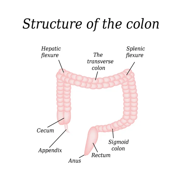 La structure anatomique du côlon. Illustration vectorielle sur fond isolé — Image vectorielle