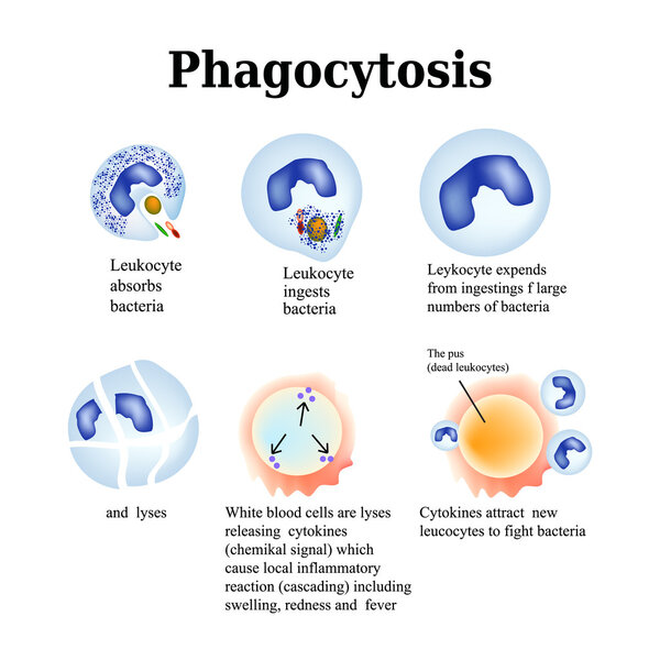 Phagocytosis. The process of destroying bacteria by leukocytes. Vector illustration isolated on white background