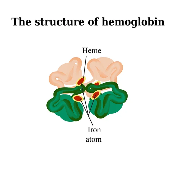 A estrutura da hemoglobina. Ilustração vetorial sobre fundo isolado —  Vetores de Stock