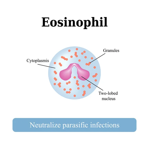 La estructura del eosinófilo. Ilustración vectorial — Vector de stock