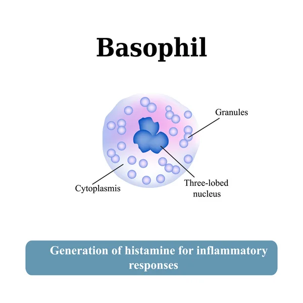 The structure of the basophil. Vector illustration — Stock Vector