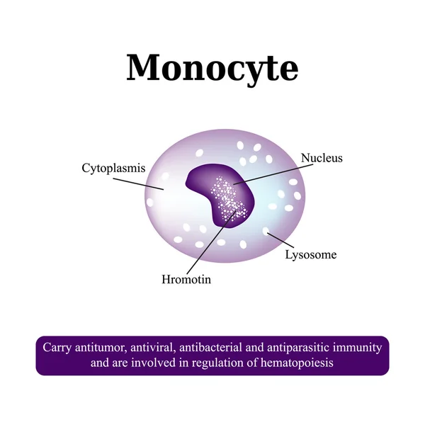 A monociták anatómiai szerkezete. Vérsejtek. Vektorillusztráció — Stock Vector