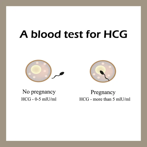 Un análisis de sangre para hCG. El análisis de sangre para el embarazo. Un óvulo fertilizado. Infografías — Vector de stock