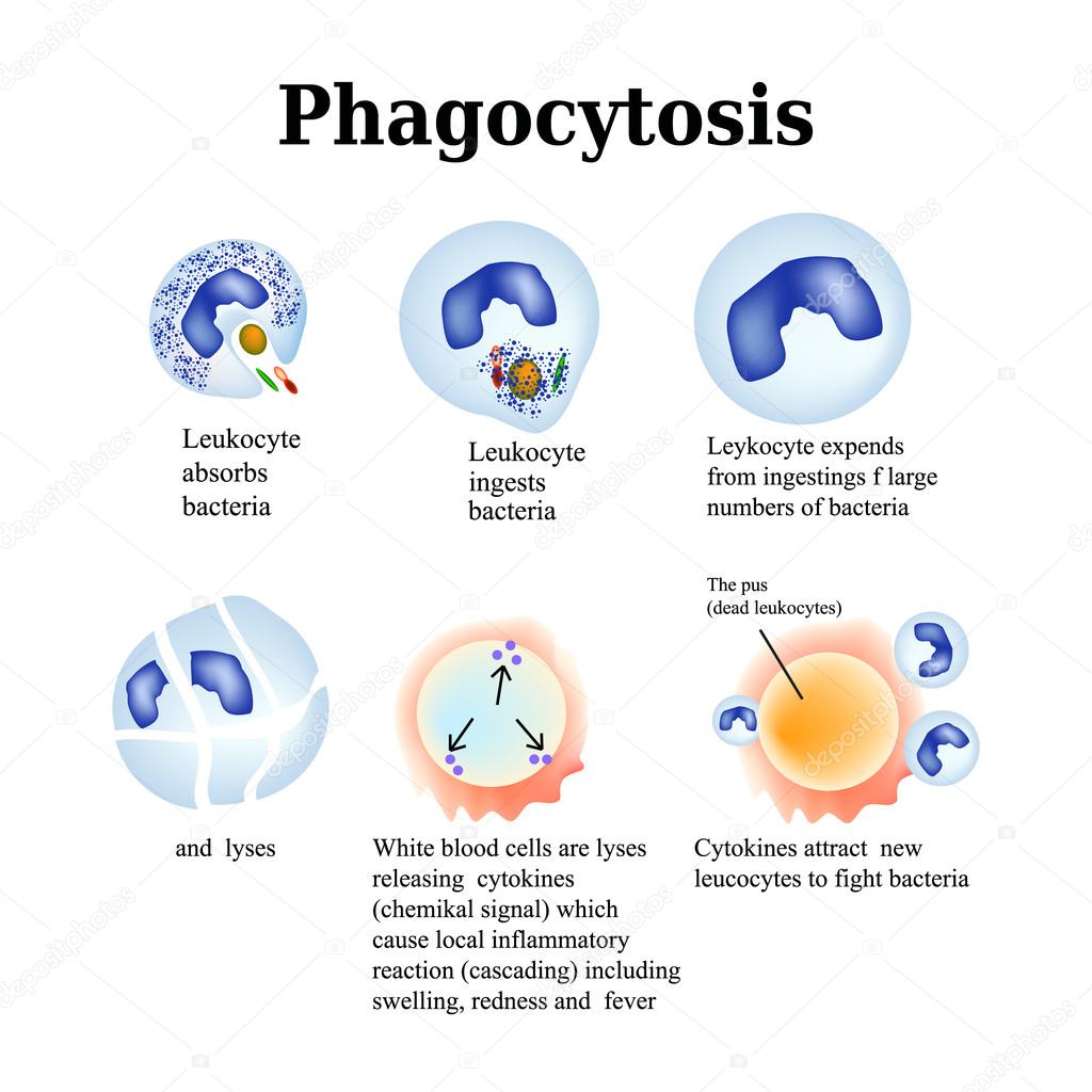 Phagocytosis. The process of destroying bacteria by leukocytes. Vector illustration isolated on white background