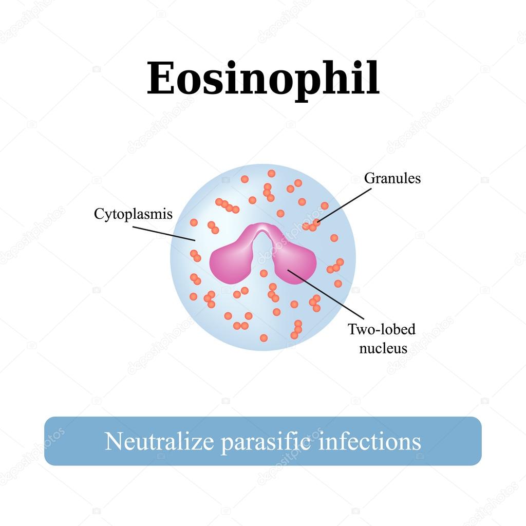 The structure of the eosinophil. Vector illustration