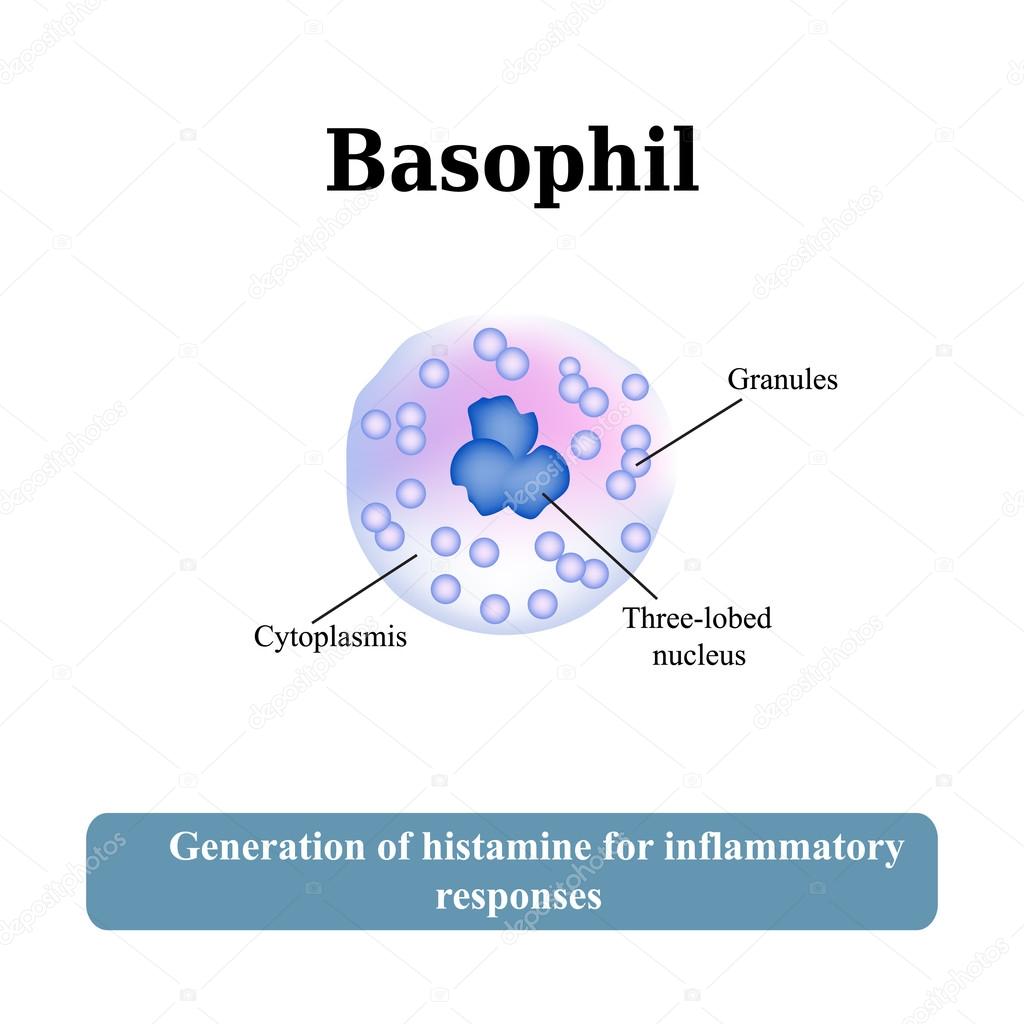 The structure of the basophil. Vector illustration