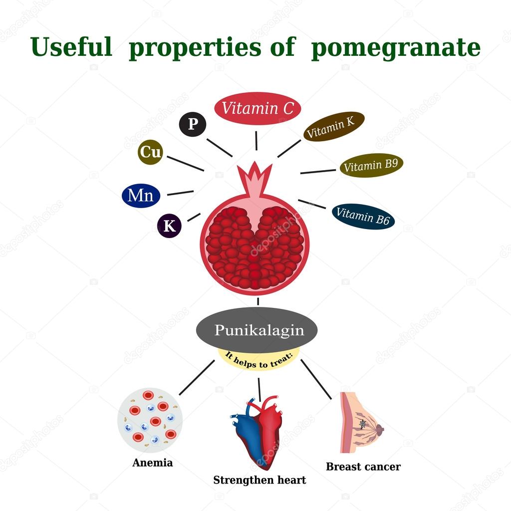 The composition of the pomegranate. Useful properties of pomegranate. Garnet treats anemia, supports the heart, helps with breast cancer. Vitamins. Punikalagin. Vector illustration
