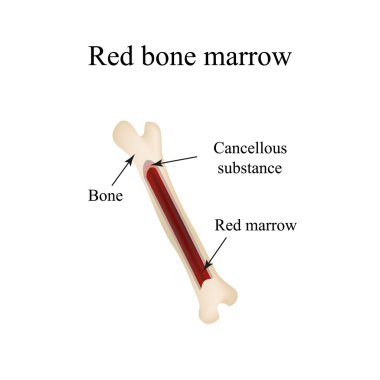 The structure of the bone marrow. Infographics. Vector illustration clipart