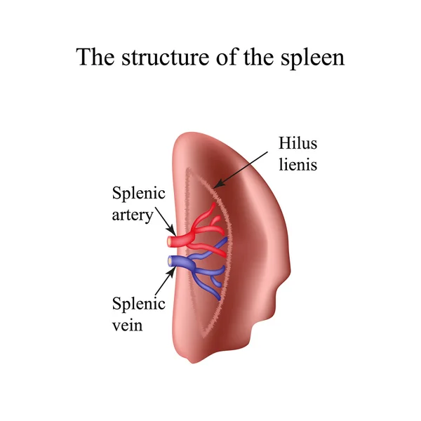 The structure of the spleen. Infographics. Vector illustration — Stock Vector