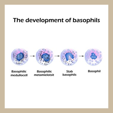 Bazofil geliştirilmesi. Infographics. Vektör çizim