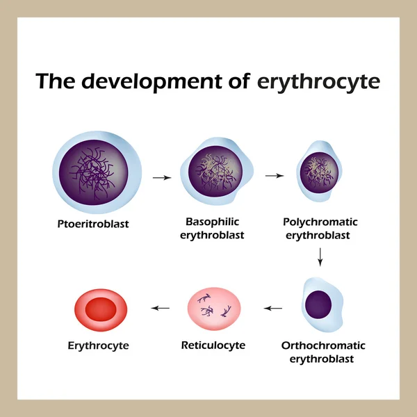 Развитие эритроцитов. Инфографика. Векторная иллюстрация — стоковый вектор