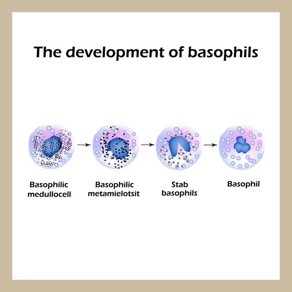 A basophil fejlesztése. Infographics. Vektoros illusztráció — Stock Vector