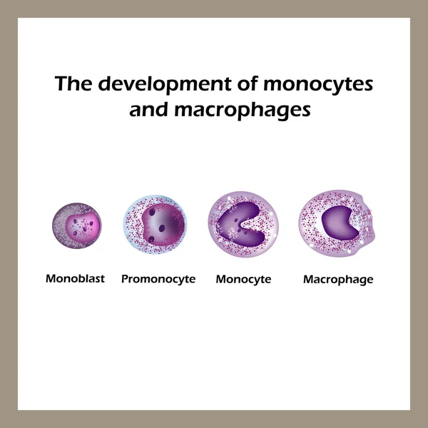 A fejlesztés a monociták és makrofágok. Infographics. Vektoros illusztráció — Stock Vector