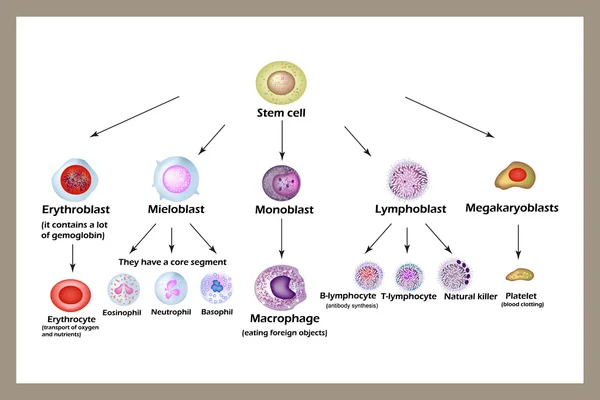 Kmenových buněk. Vývoj červených krvinek, leukocyty, makrofágy, lymfocyty a krevní destičky. Infografika. — Stockový vektor