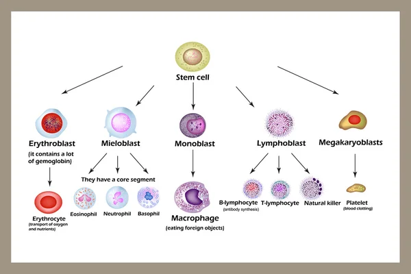 Stem cell. Utvecklingen av erytrocyter, leukocyter, makrofager, lymfocyter och trombocyter. Infographics. — Stock vektor