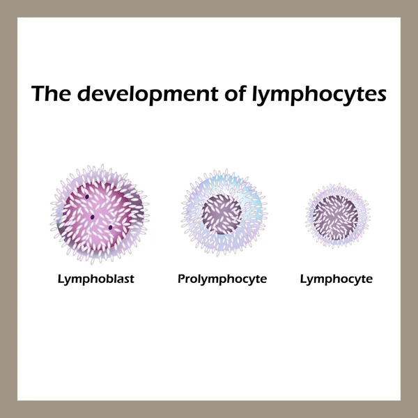 Utveckling av lymfocyter. Infographics. Vektor illustration — Stock vektor